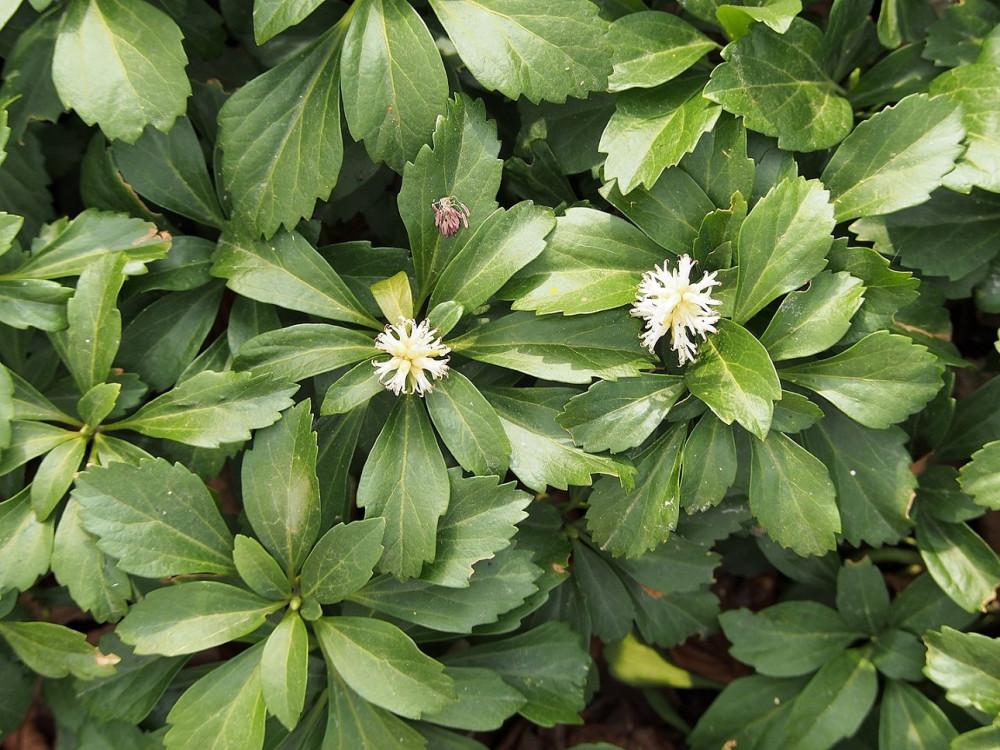 Pachysandra Terminalis - View 15 from www redcrocus com