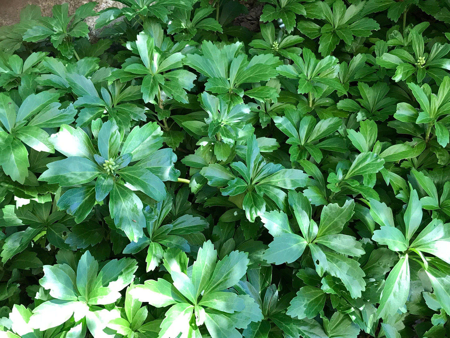 Pachysandra Terminalis - View 17 from www redcrocus com