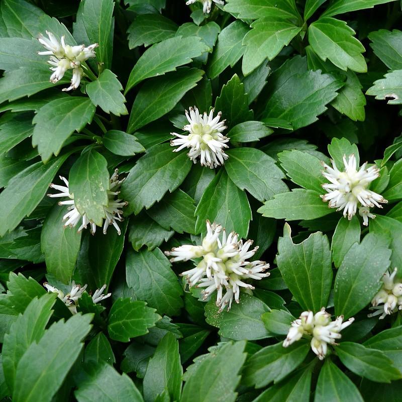 Pachysandra Terminalis - View 18 from www redcrocus com