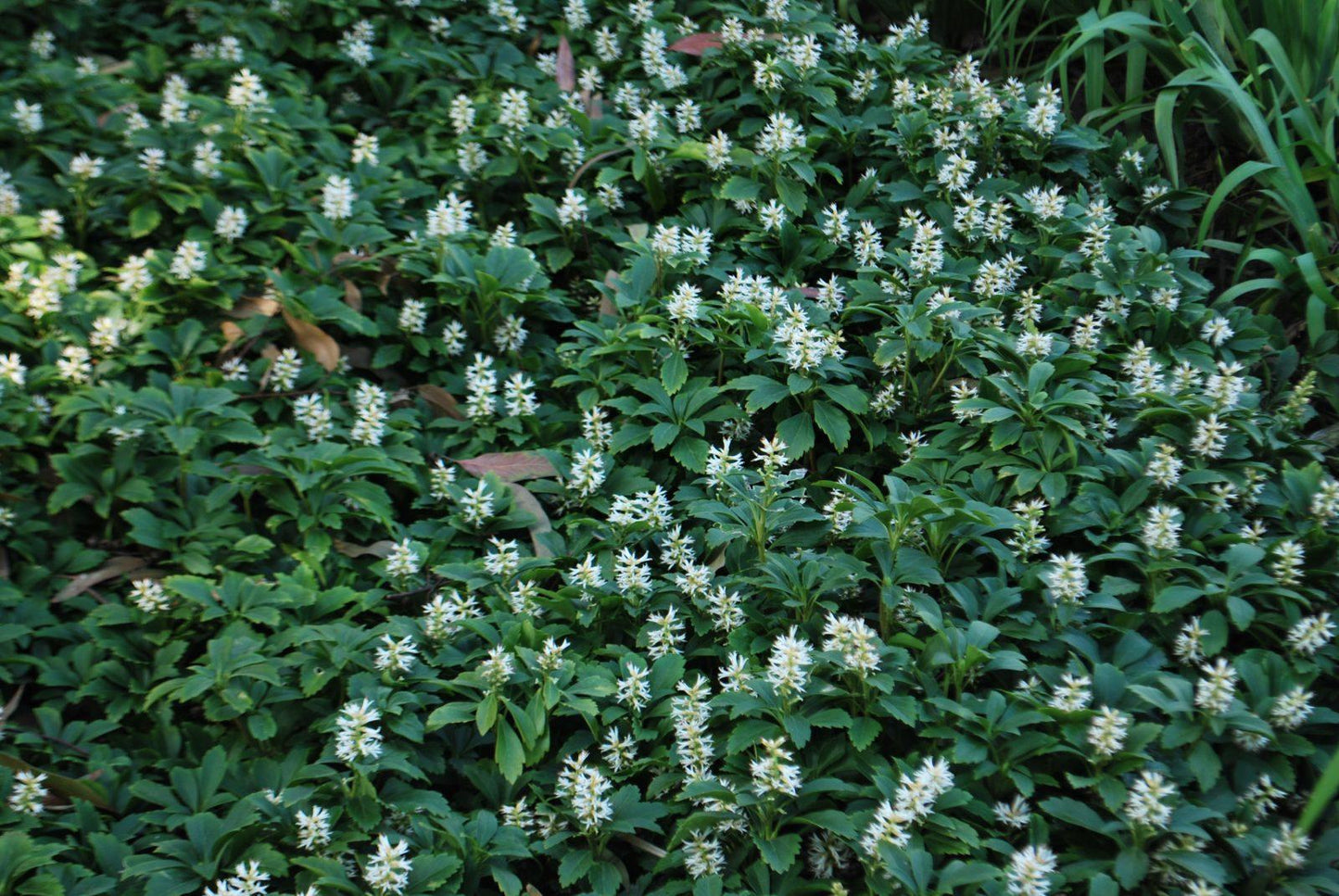 Pachysandra Terminalis - View 20 from www redcrocus com