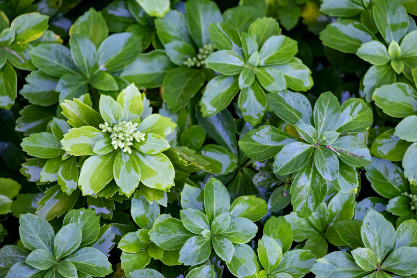 Pachysandra Terminalis - View 22 from www redcrocus com