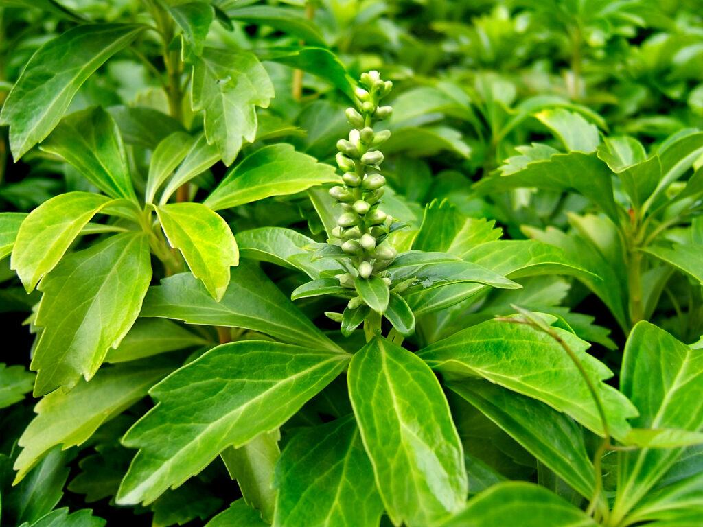 Pachysandra Terminalis - View 2 from www redcrocus com
