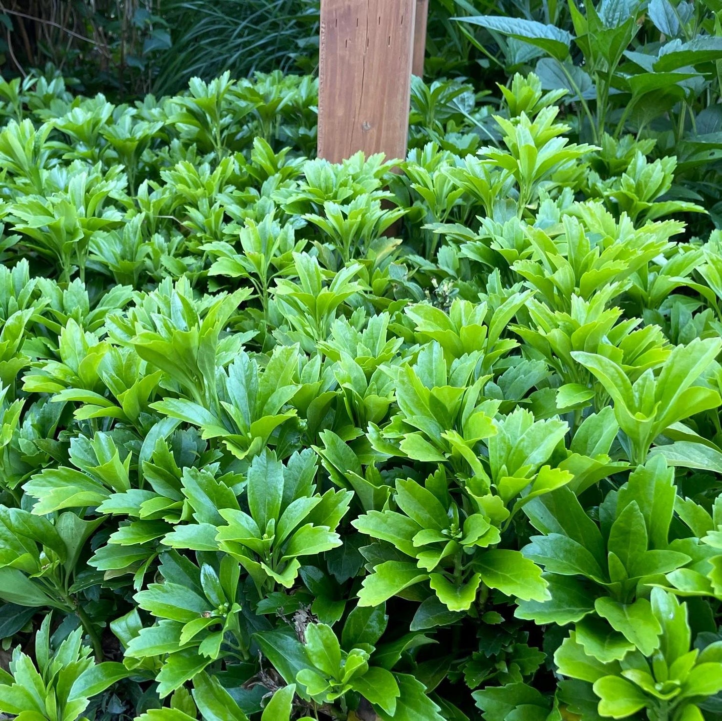 Pachysandra Terminalis - View 3 from www redcrocus com