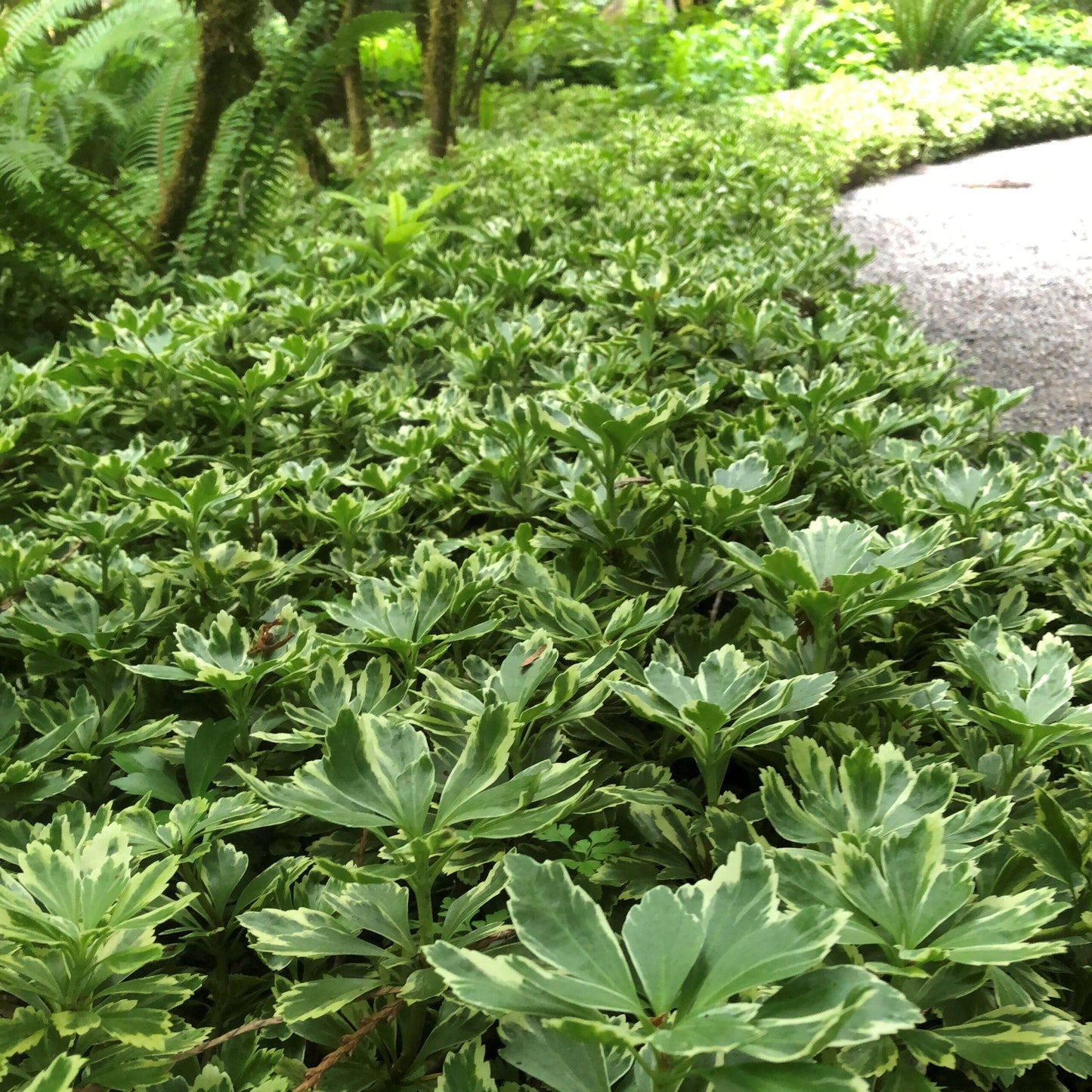 Pachysandra Terminalis - View 4 from www redcrocus com