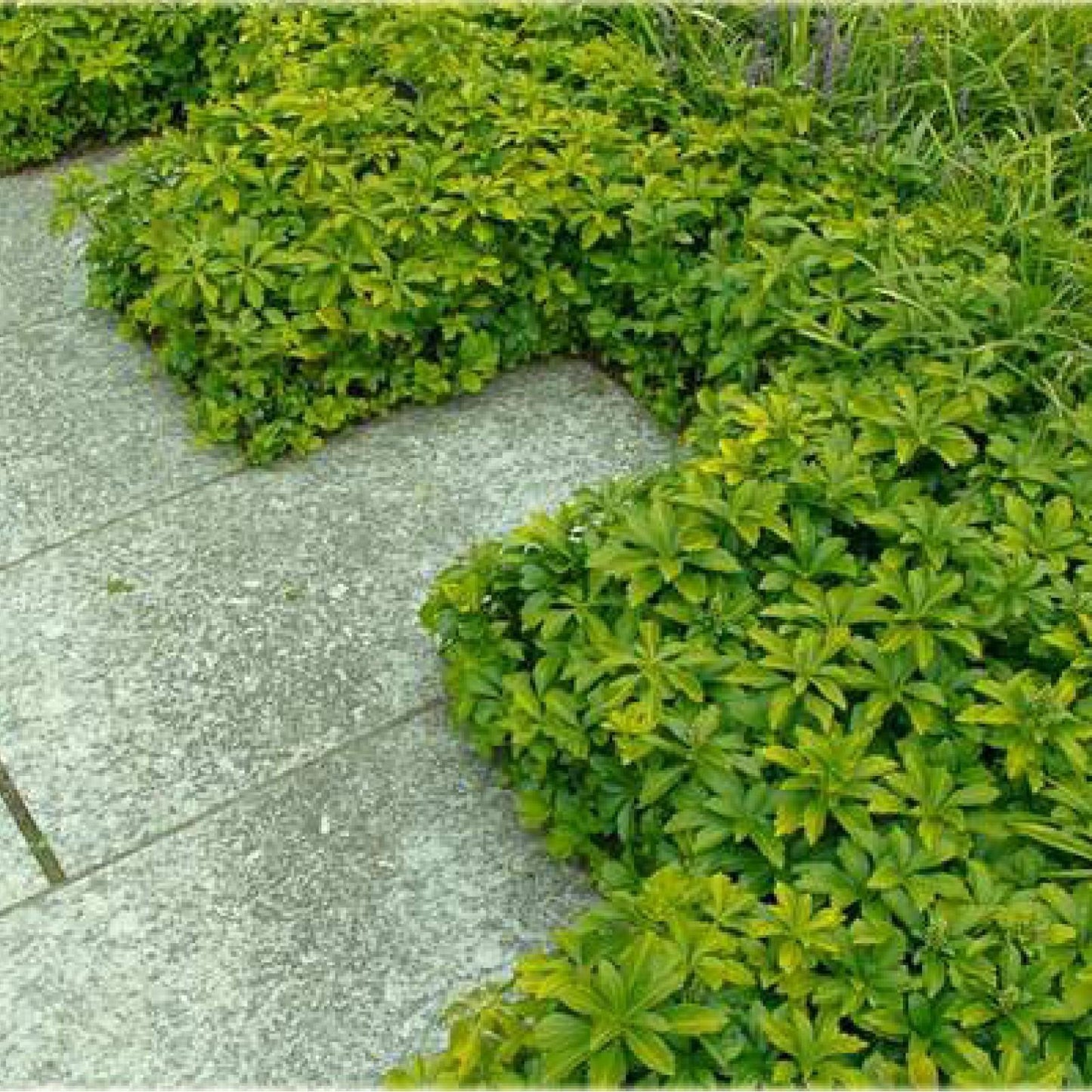 Pachysandra Terminalis - View 5 from www redcrocus com