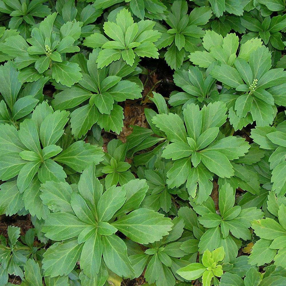 Pachysandra Terminalis - View 6 from www redcrocus com