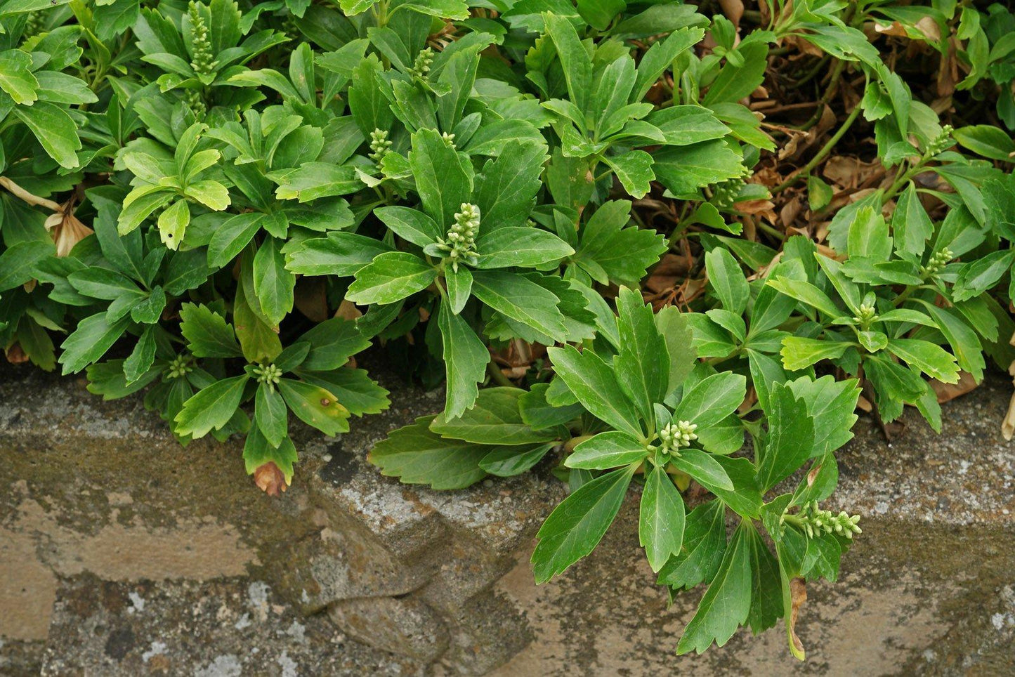 Pachysandra Terminalis - View 7 from www redcrocus com