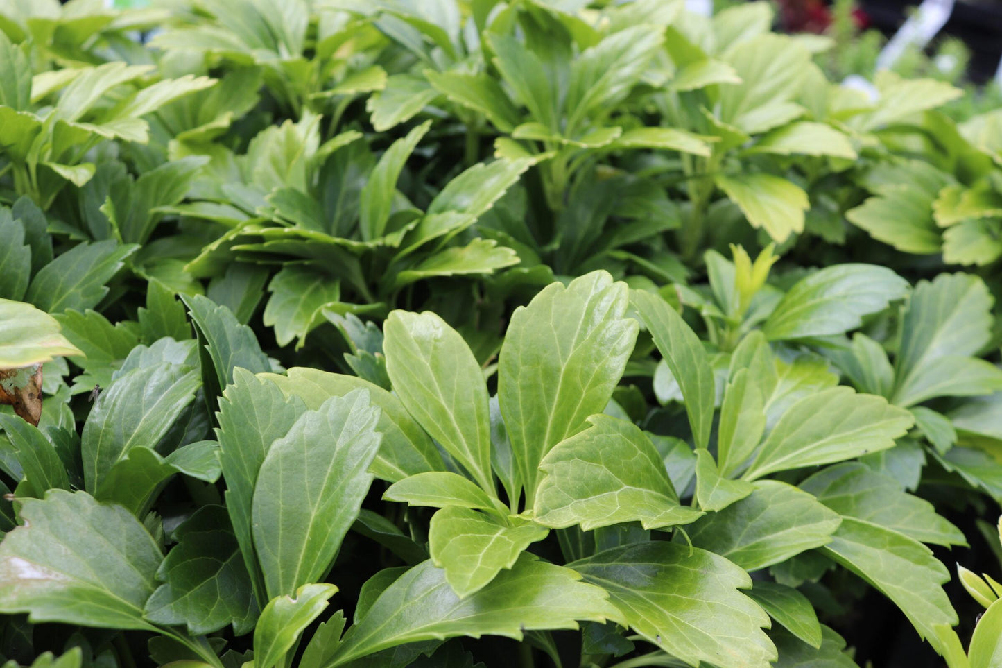 Pachysandra Terminalis - View 8 from www redcrocus com