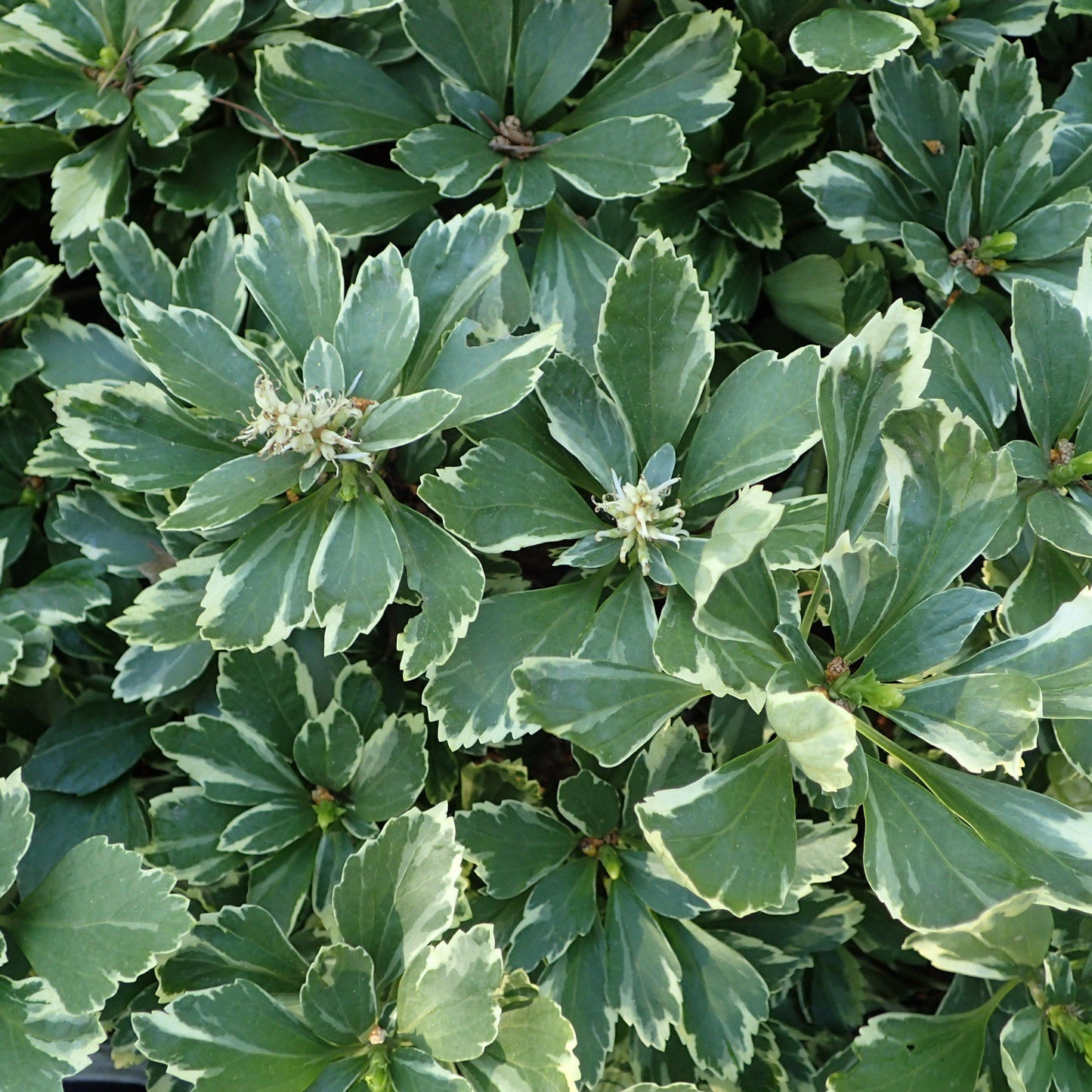 Pachysandra Terminalis - View 9 from www redcrocus com