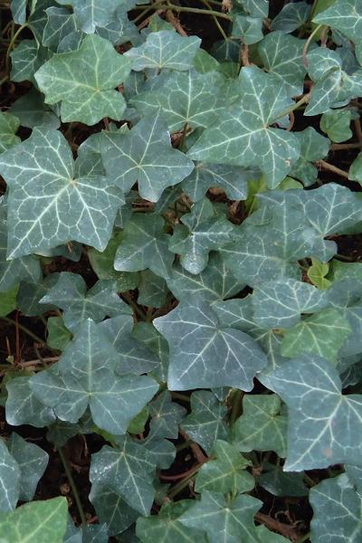 Hedera Helix Baltic Ivy - View 11 from www redcrocus com