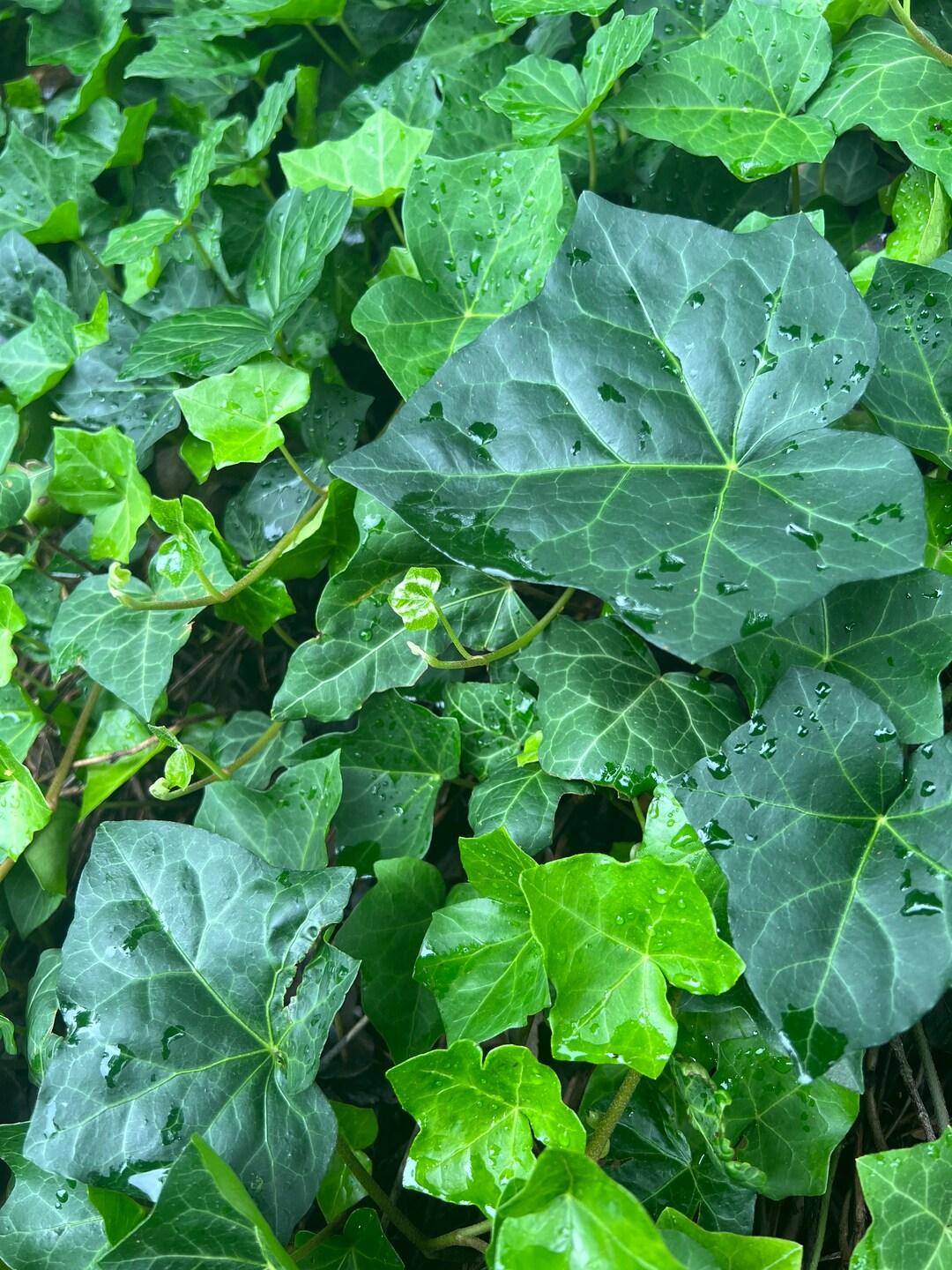 Hedera Helix Baltic Ivy - View 12 from www redcrocus com