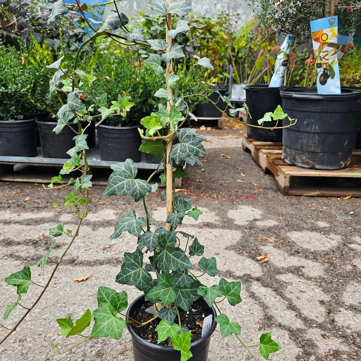 Hedera Helix Baltic Ivy - View 13 from www redcrocus com