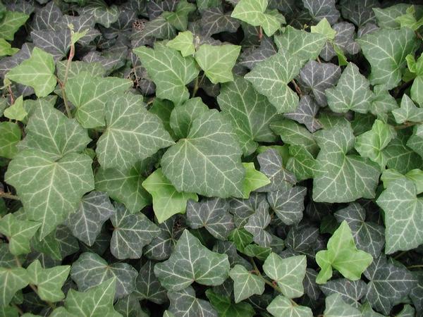 Hedera Helix Baltic Ivy - View 14 from www redcrocus com