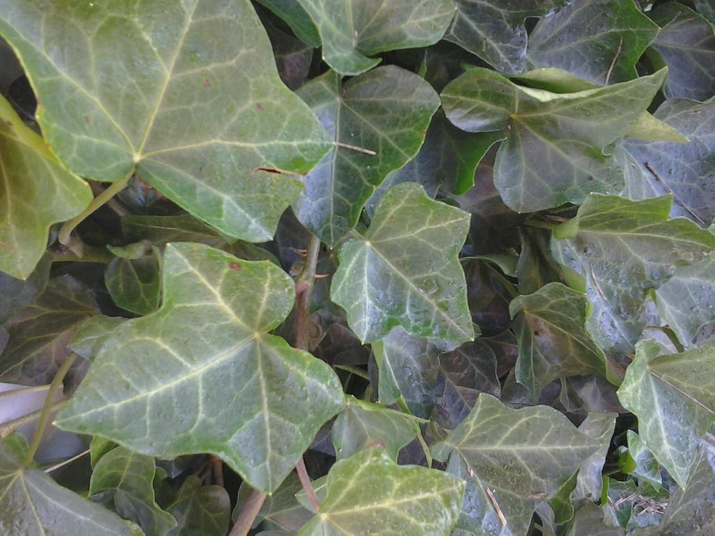 Hedera Helix Baltic Ivy - View 15 from www redcrocus com