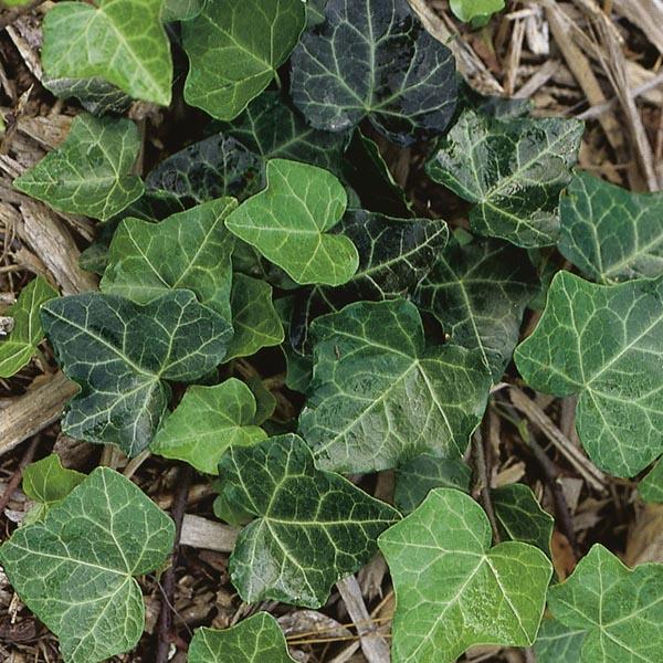 Hedera Helix Baltic Ivy - View 16 from www redcrocus com