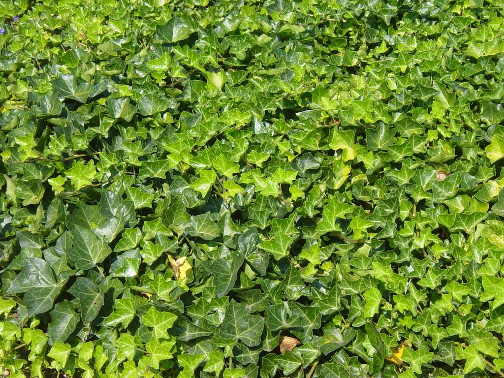 Hedera Helix Baltic Ivy - View 17 from www redcrocus com