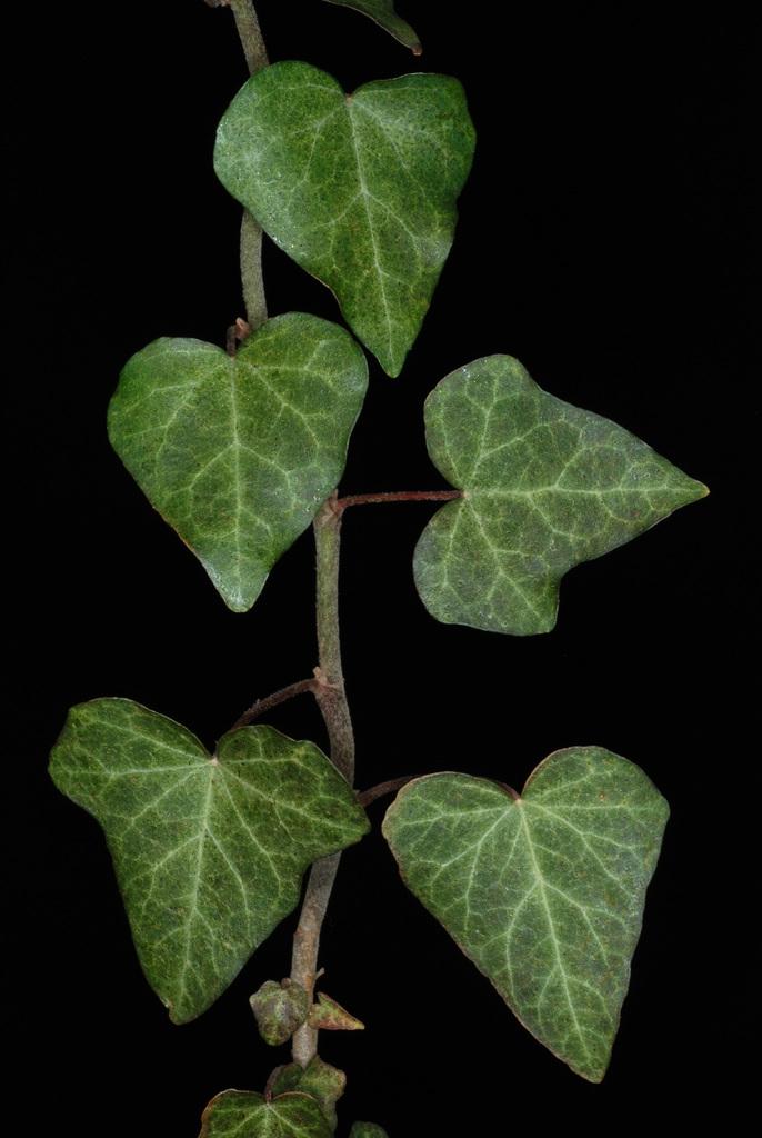Hedera Helix Baltic Ivy - View 18 from www redcrocus com