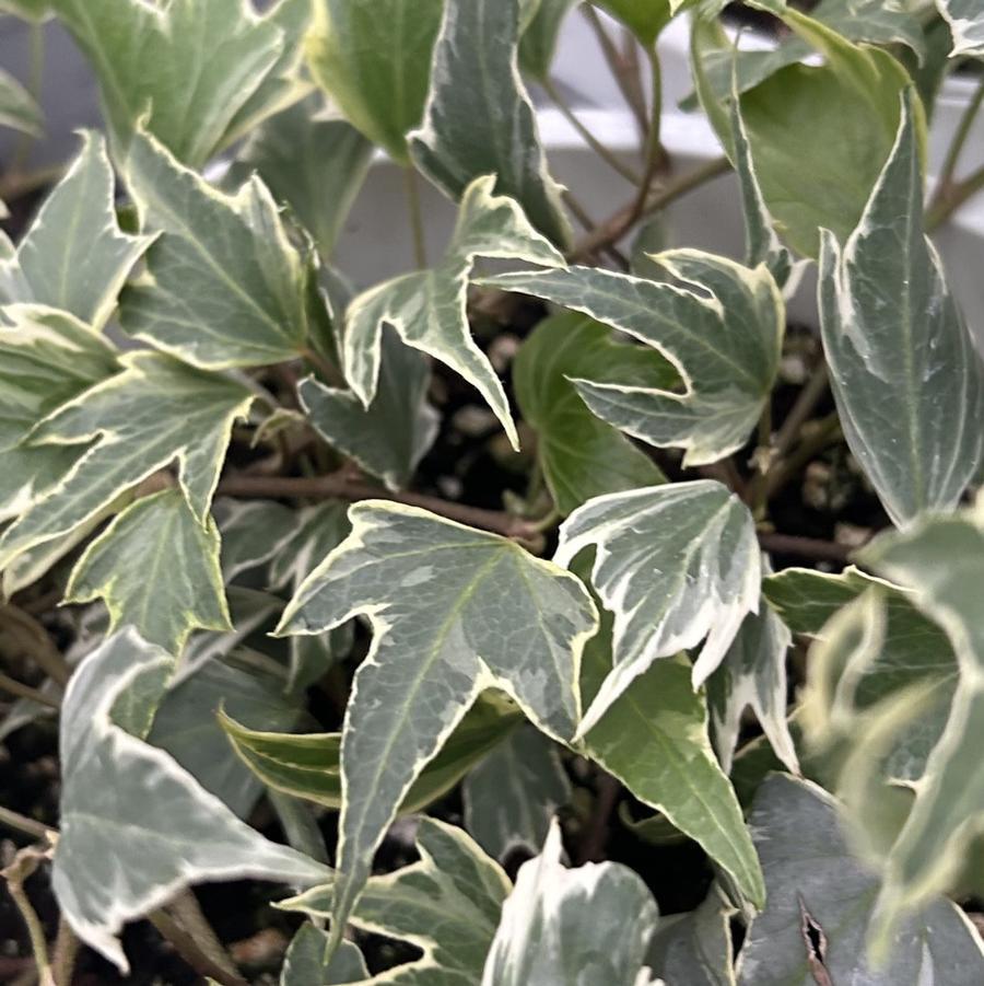 Hedera Helix Baltic Ivy - View 2 from www redcrocus com