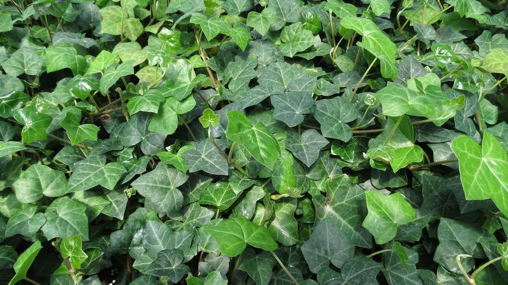 Hedera Helix Baltic Ivy - View 4 from www redcrocus com