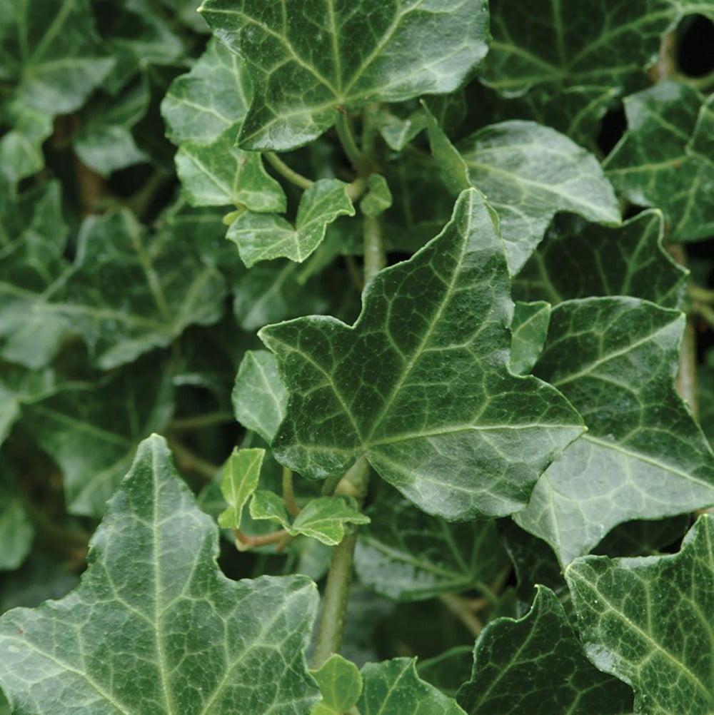 Hedera Helix Baltic Ivy - View 6 from www redcrocus com