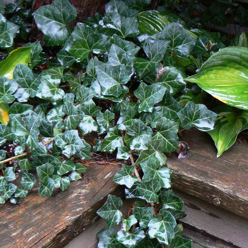 Hedera Helix Baltic Ivy - View 7 from www redcrocus com