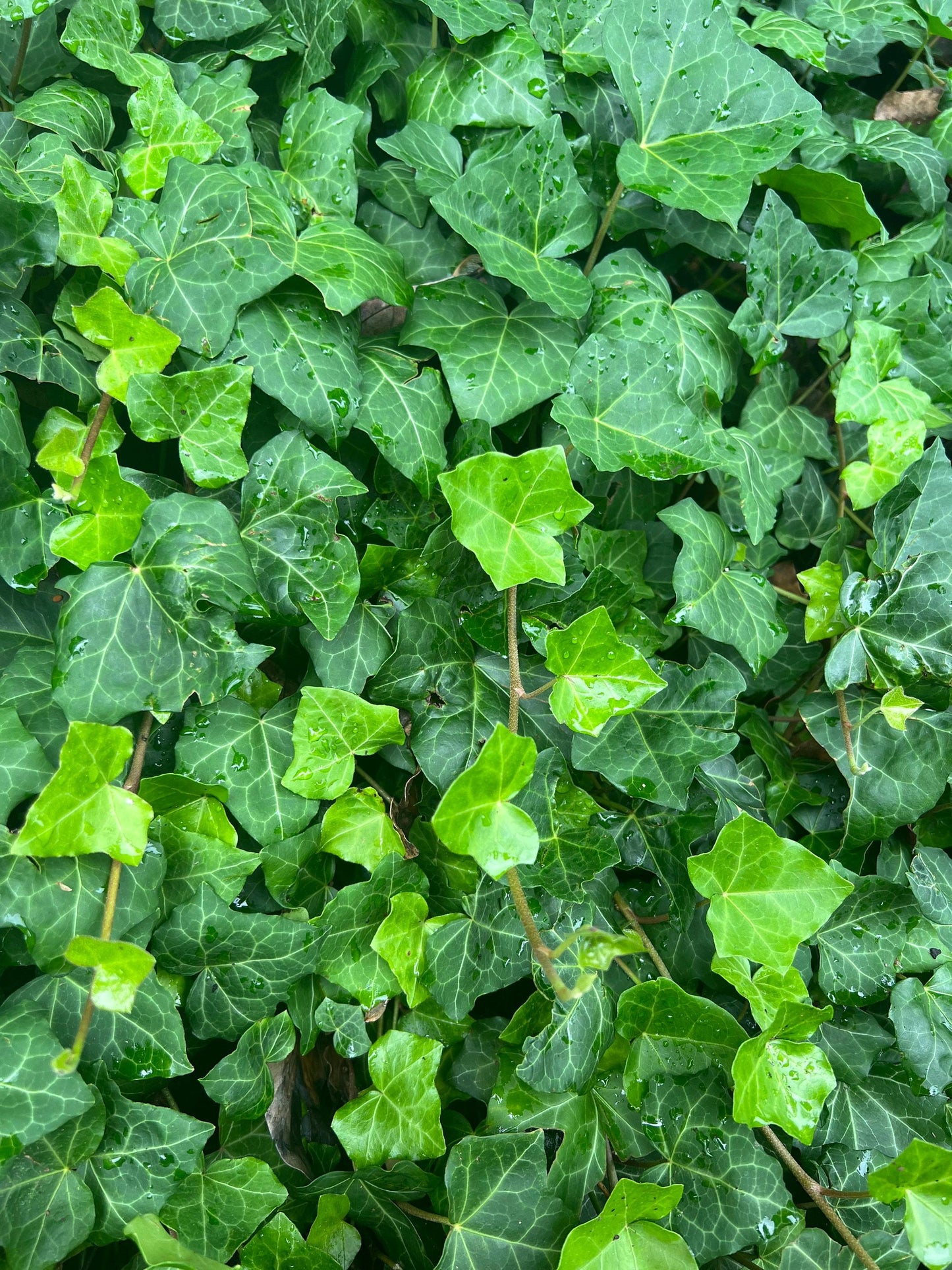 Hedera Helix Baltic Ivy - View 8 from www redcrocus com