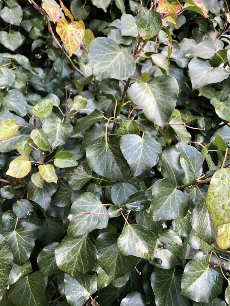 Hedera Helix Baltic Ivy - View 9 from www redcrocus com