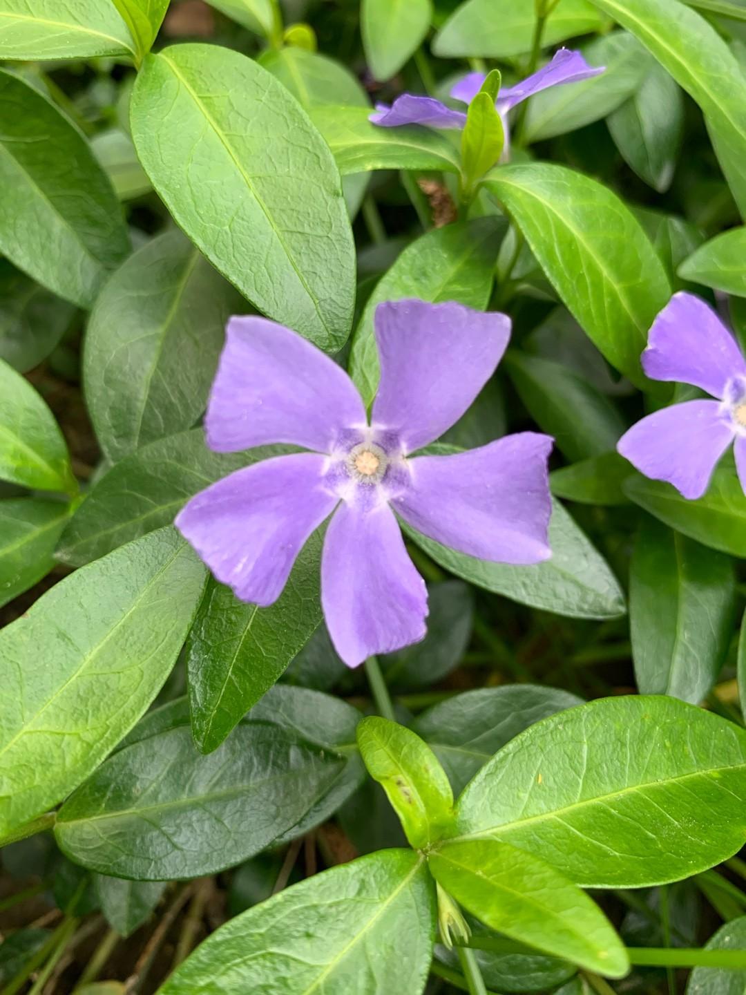 Vinca Minor Bowles - View 9 from www redcrocus com