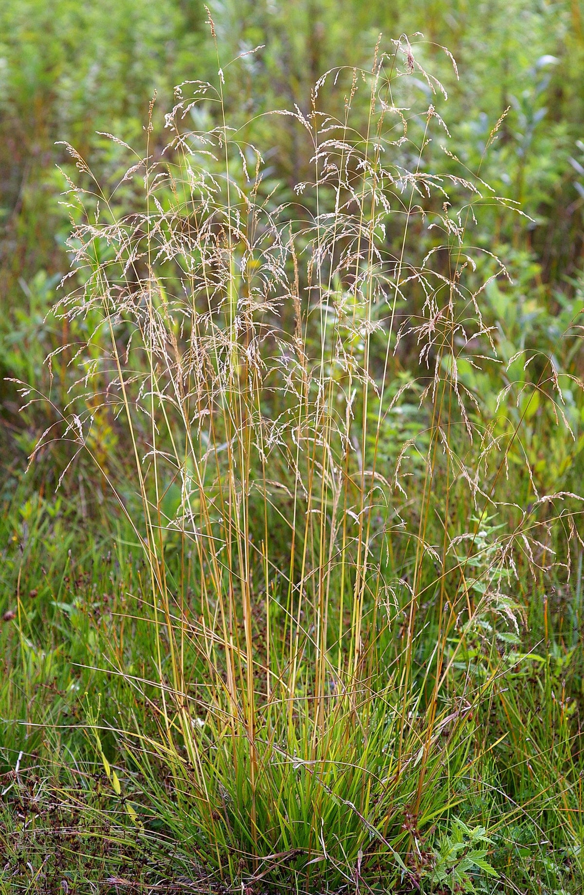 G0008 Grass, Deschampsia Cespitosa - View 4 from www redcrocus com