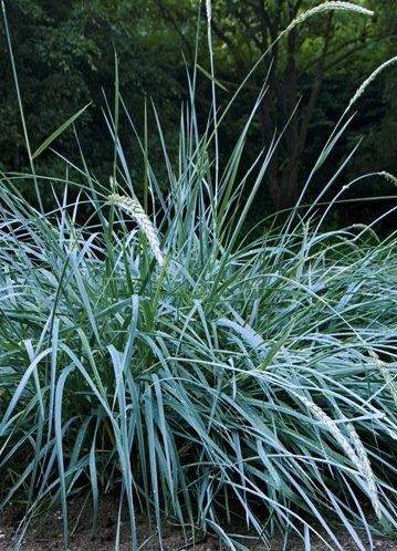 G0011 Grass, Leymus Arenarius 'blue Dune' - View 14 from www redcrocus com