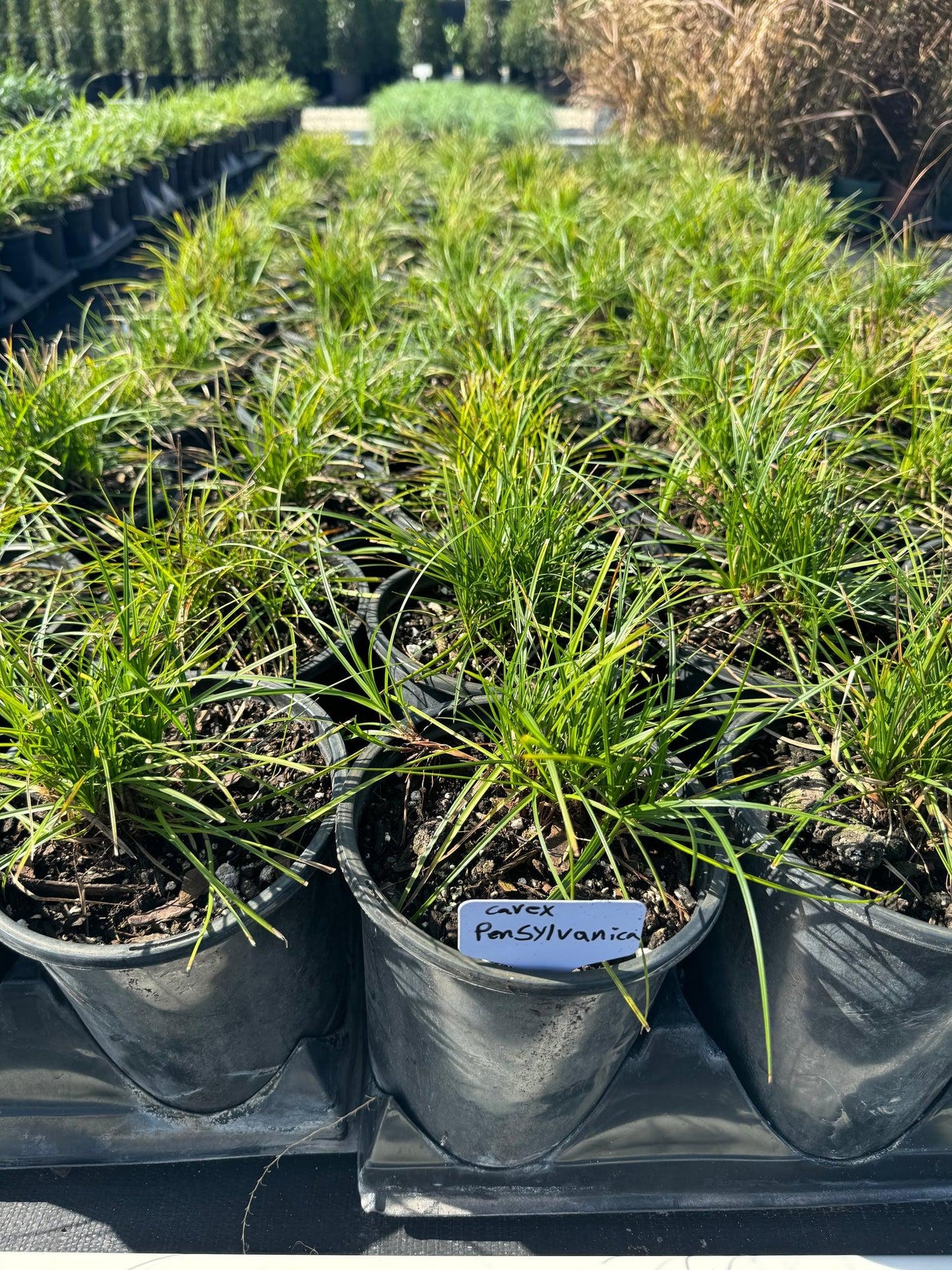 G0025 Grass, Carex Pensylvanica - View 15 from www redcrocus com