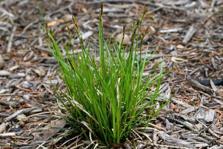 G0025 Grass, Carex Pensylvanica - View 15 from www redcrocus com