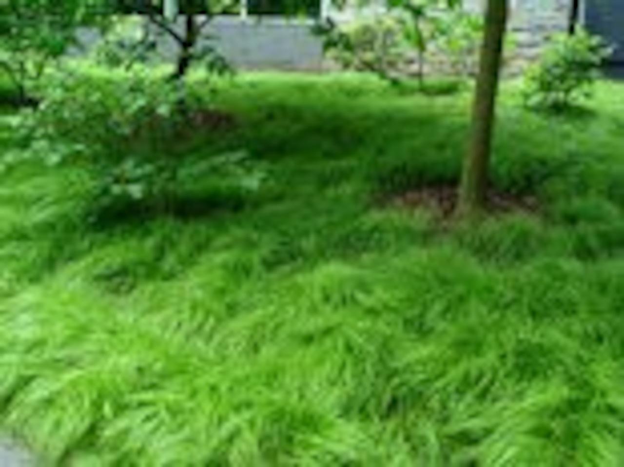 G0025 Grass, Carex Pensylvanica - View 16 from www redcrocus com