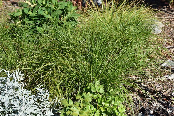 G0025 Grass, Carex Pensylvanica - View 18 from www redcrocus com