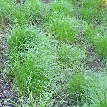 G0025 Grass, Carex Pensylvanica - View 2 from www redcrocus com