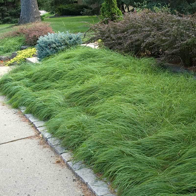 G0025 Grass, Carex Pensylvanica - View 3 from www redcrocus com