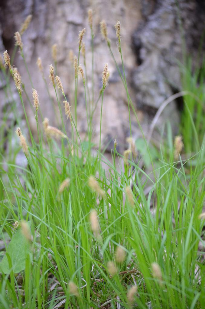 G0025 Grass, Carex Pensylvanica - View 4 from www redcrocus com