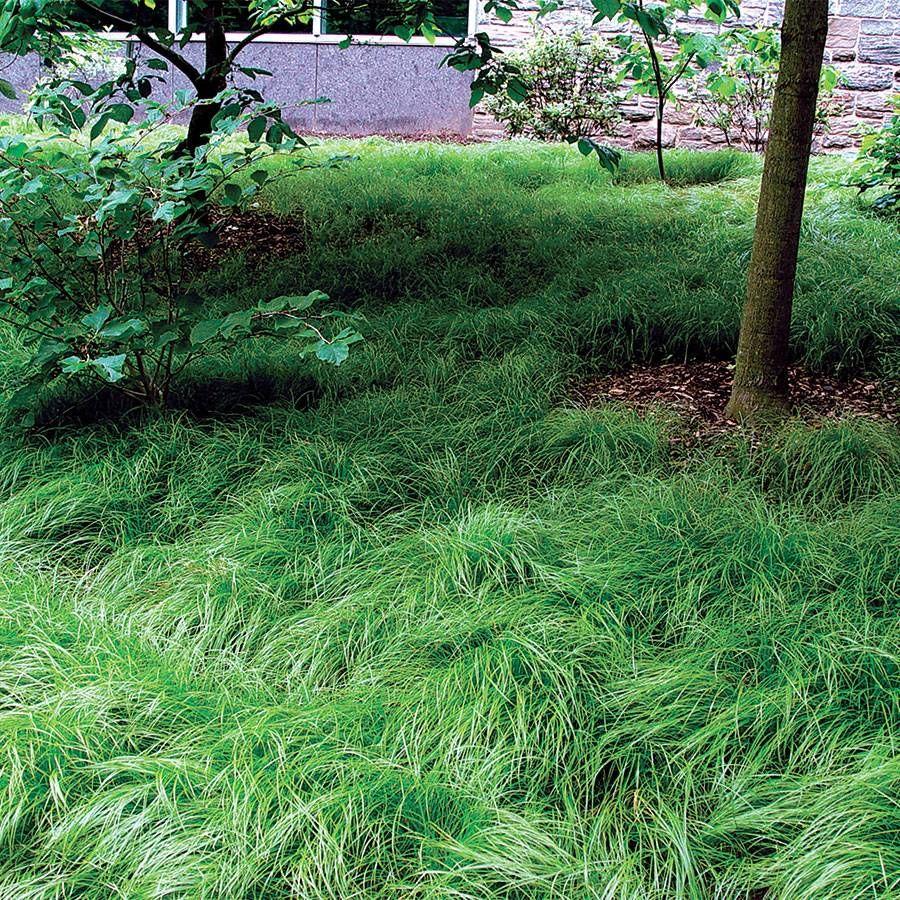 G0025 Grass, Carex Pensylvanica - View 6 from www redcrocus com