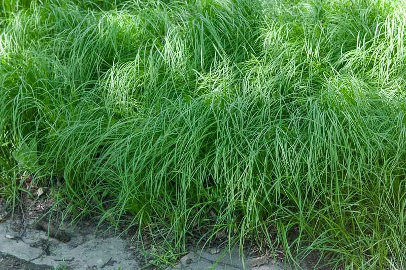 G0025 Grass, Carex Pensylvanica - View 7 from www redcrocus com
