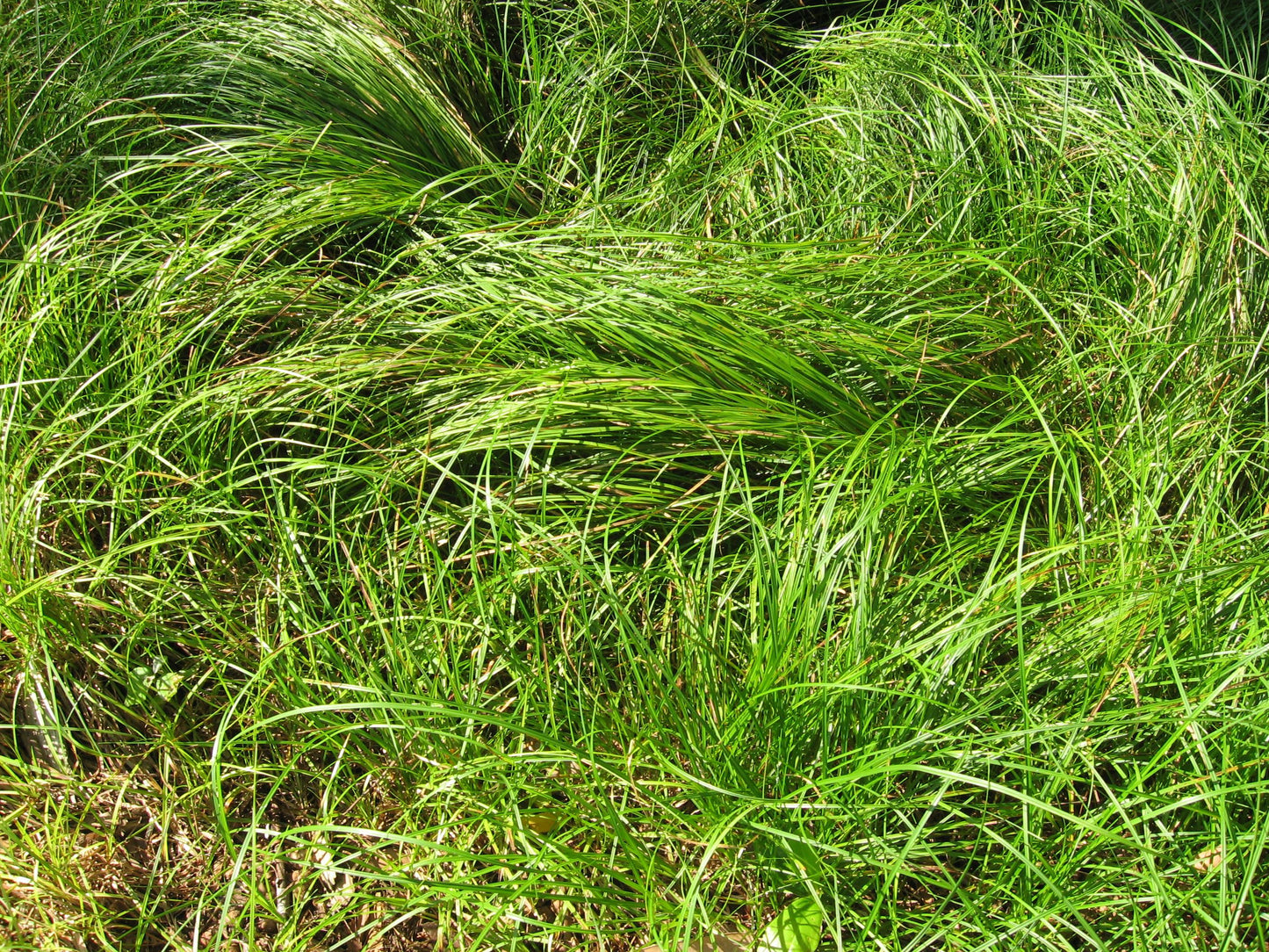 G0025 Grass, Carex Pensylvanica - View 8 from www redcrocus com