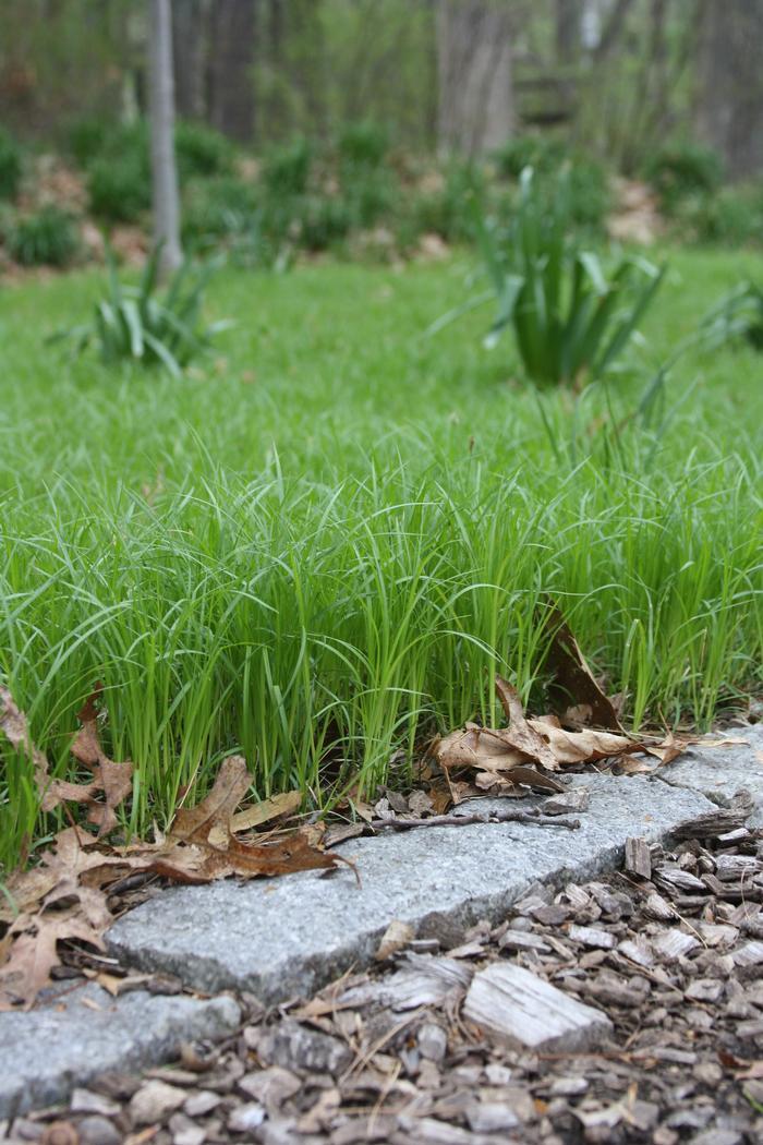G0025 Grass, Carex Pensylvanica - View 9 from www redcrocus com