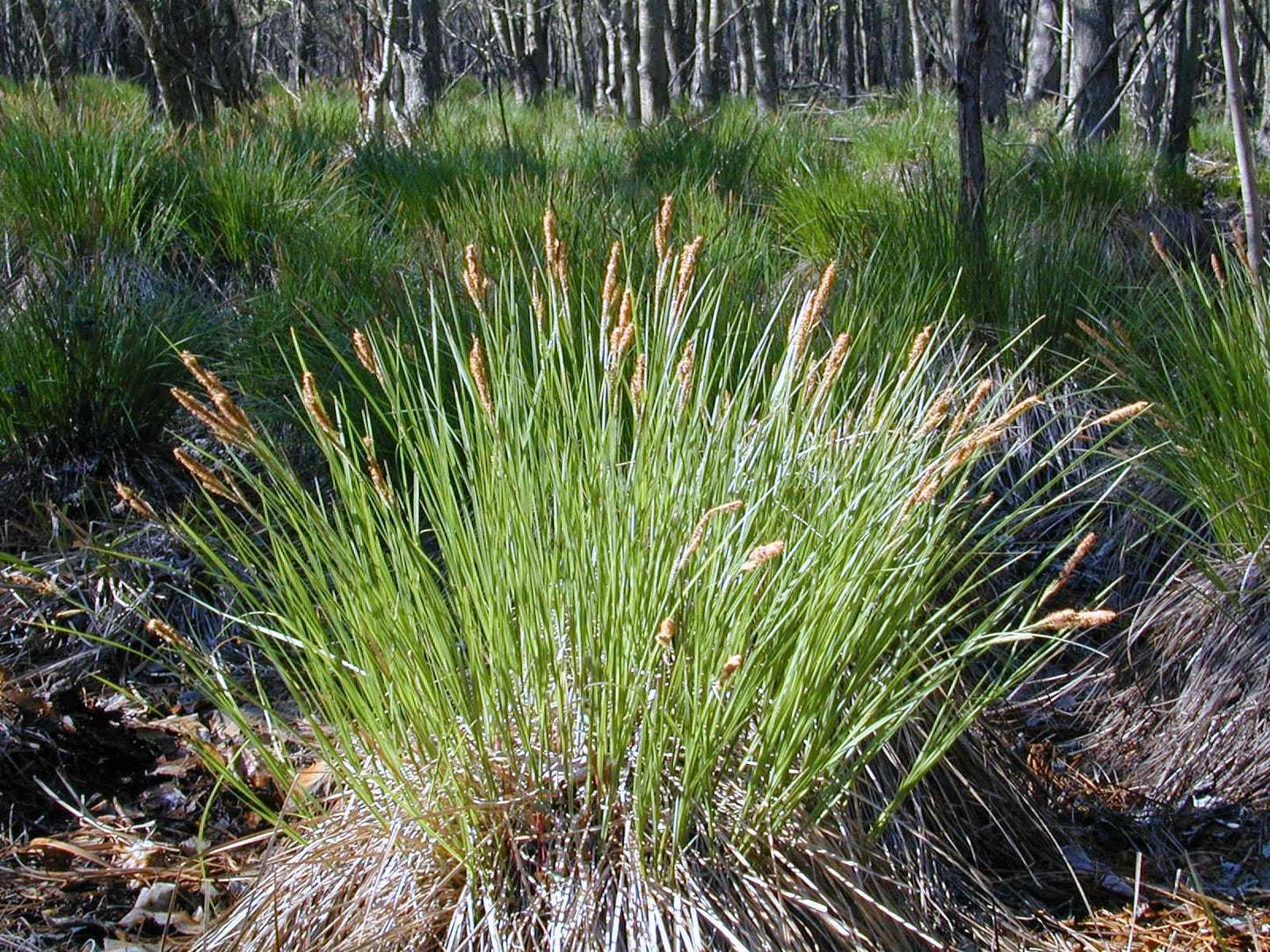 G0026 Grass, Carex Stricta - View 14 from www redcrocus com