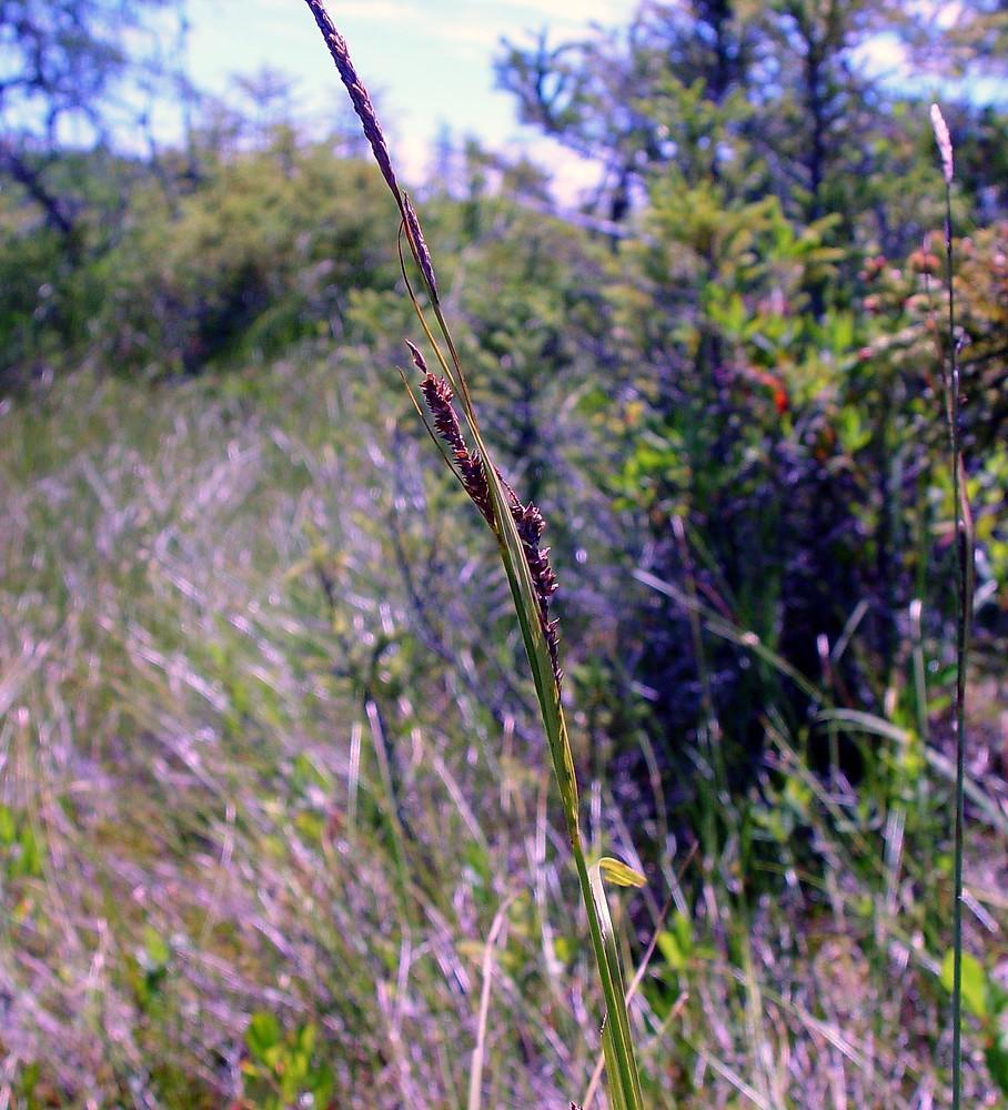 G0026 Grass, Carex Stricta - View 22 from www redcrocus com
