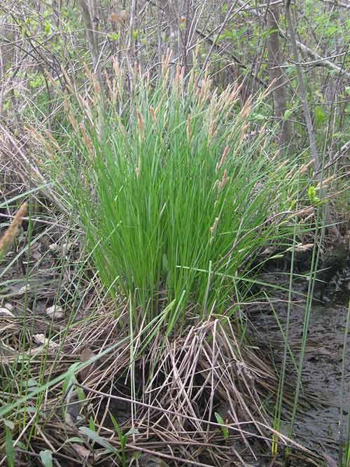 G0026 Grass, Carex Stricta - View 24 from www redcrocus com