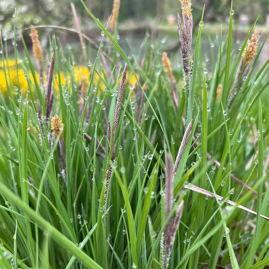 G0026 Grass, Carex Stricta - View 26 from www redcrocus com