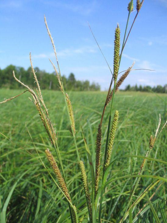 G0026 Grass, Carex Stricta - View 31 from www redcrocus com