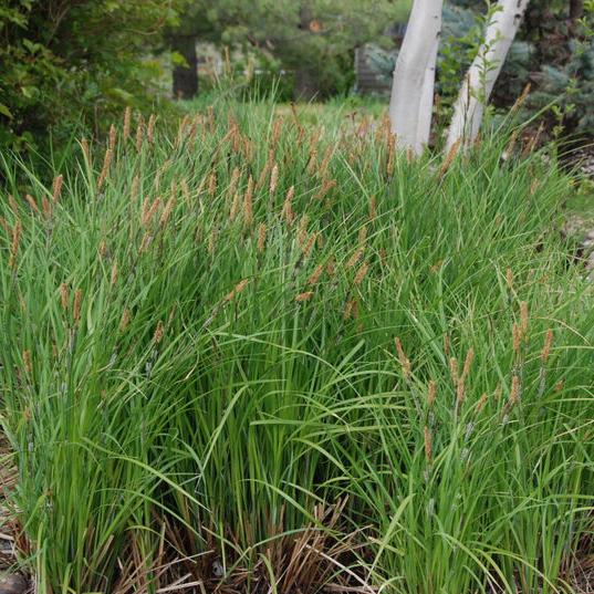 G0026 Grass, Carex Stricta - View 32 from www redcrocus com