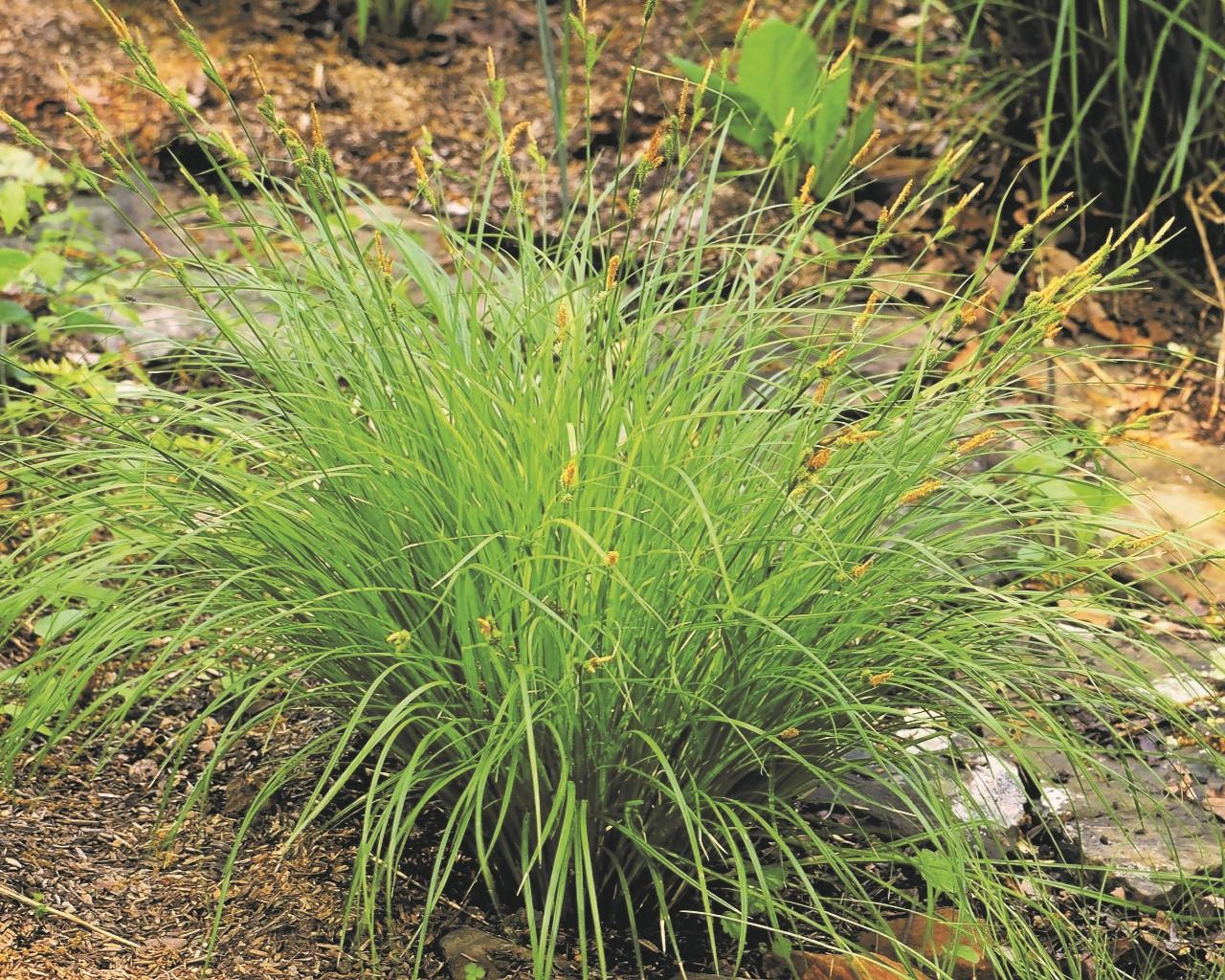 G0026 Grass, Carex Stricta - View 4 from www redcrocus com