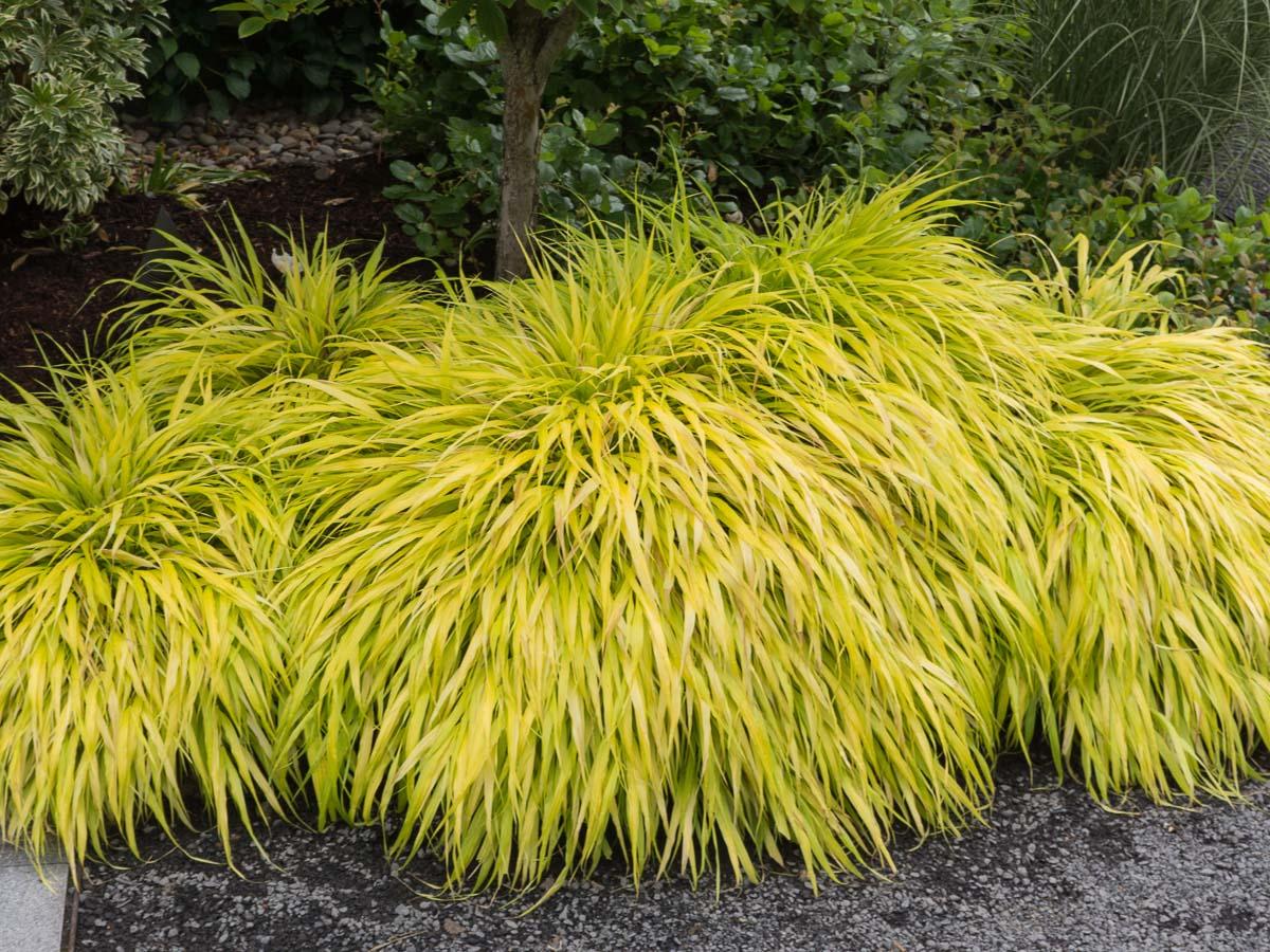 G0028 Grass Hakonechloa Macra All Gold - View 11 from www redcrocus com