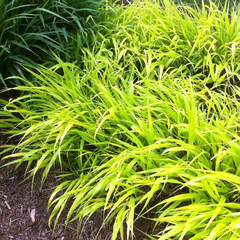 G0028 Grass Hakonechloa Macra All Gold - View 12 from www redcrocus com